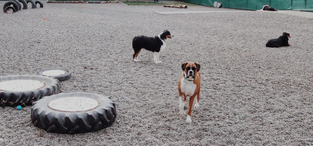 puget hound play yard