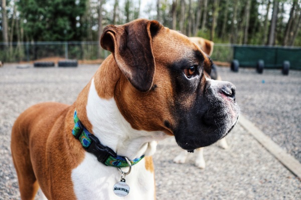 boxer at puget hound