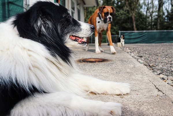 Dog enjoying the play yard