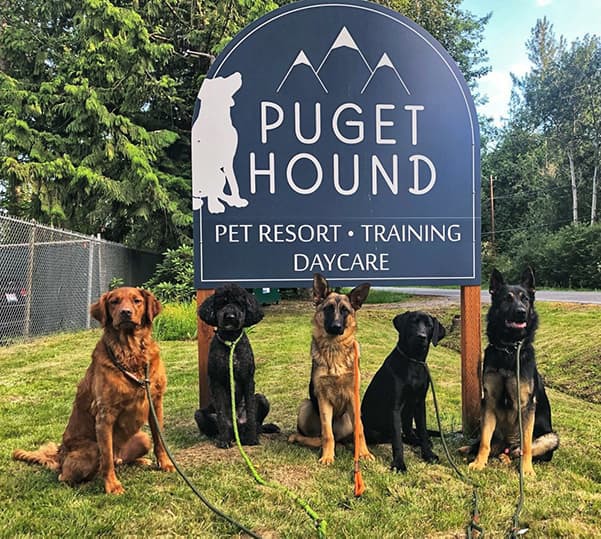 puget-hound-training-dogs-in-front-of-sign-crop