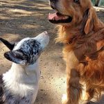 Dogs playing together in the yard