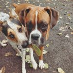 Dogs playing together in the yard