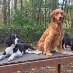 Dogs sitting on a platform