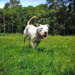 Dog walking in a meadow