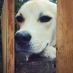 Dog peaking through a fence