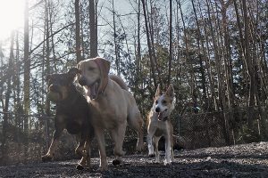 Dogs playing with a ball